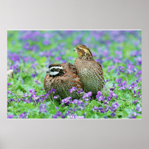 Poster Wild Quail
