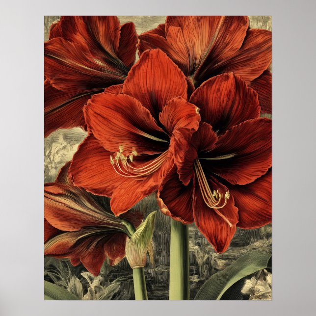 Poster wild red amaryllis flowers (Frente)