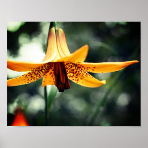 Poster Wild Spotted Canadian Lily Flower