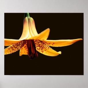 Poster Wild Spotted Canadian Lily Flower