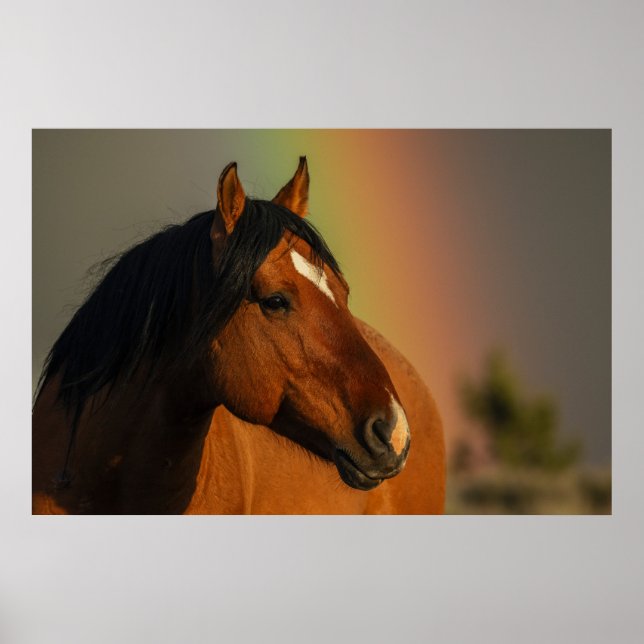 Poster Wild Stallion, Golden Light and Rainbow (Frente)