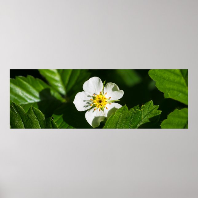 Poster Wild Strawberry Flower (Frente)
