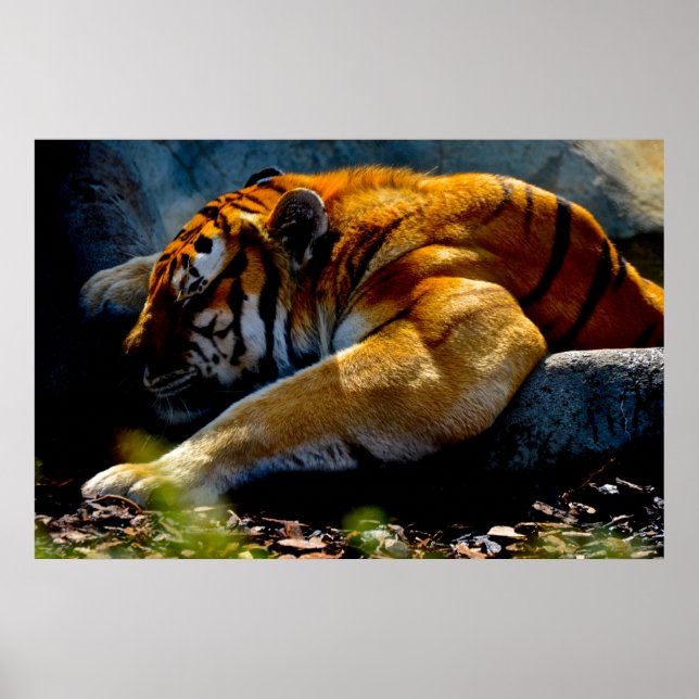 Poster Wild Tiger (Frente)