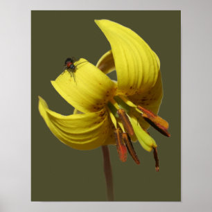 Poster Wild Trout Lily E Amigo Do Firefly
