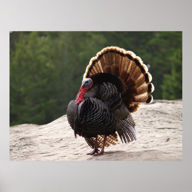Poster Wild Turkey (Frente)
