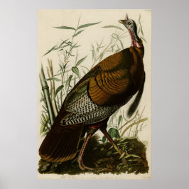 Pôster Wild Turkey As Aves da América por James Audubon