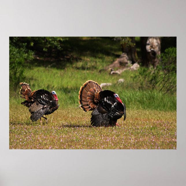 Pôster Wild Turkey Gobblers (Frente)