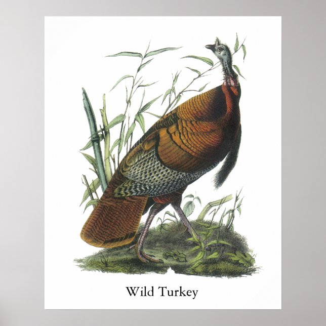 Pôster Wild Turkey, John Audubon (Frente)