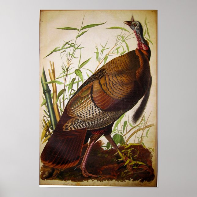 Pôster Wild Turkey, John James Audubon (Frente)