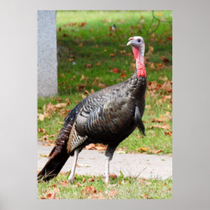 Poster Wild Turkey - Kevin the Wethersfield Turkey