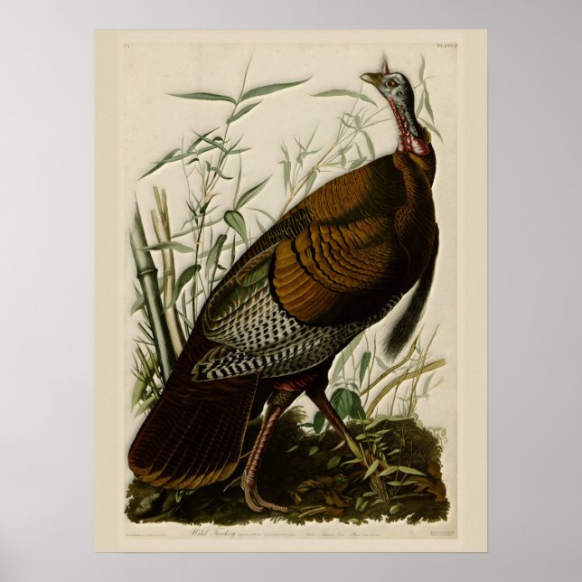 Pôster Wild Turkey por John Audubon (Frente)