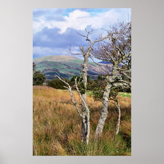 POSTER WILD WALES (Frente)