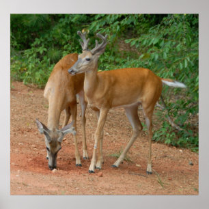 Poster Wild Young Bucks