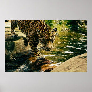 Poster Wildcat Animal Leopardo Natureza