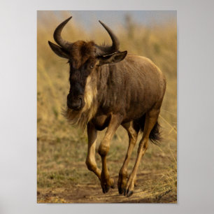 Poster Wildebeest Running
