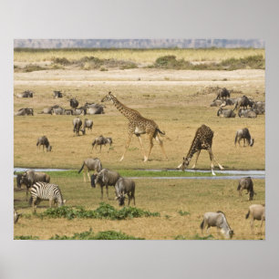 Poster Wildebeests, Zebras and Giraffes