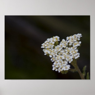 Poster WIldflower