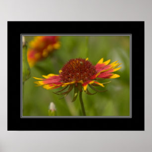 Pôster Wildflower 16x20 geral indiano