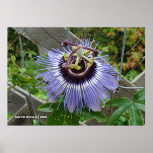Pôster Wildflower azul exótico