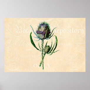 Poster Wildflower da antiguidade do cardo do Scottish do