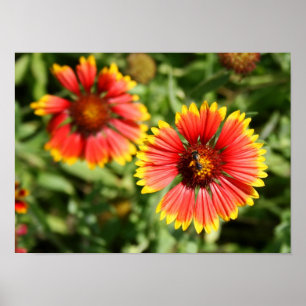 Pôster Wildflower de Firewheel - de Sundance