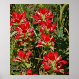 Pôster Wildflower de Texas