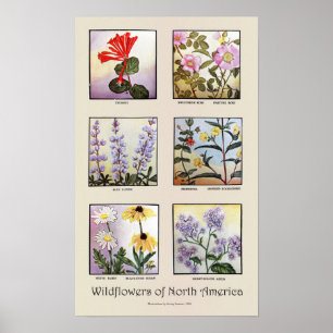 Pôster Wildflowers de America do Norte [B]