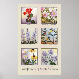 Poster Wildflowers de America do Norte [B]