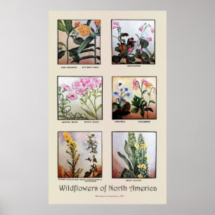 Poster Wildflowers de America do Norte [C]