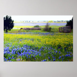 Pôster Wildflowers de Texas