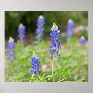 Pôster Wildflowers do Bluebonnet