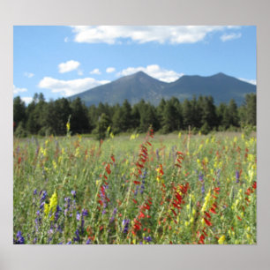 Pôster Wildflowers do mastro