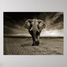 Wildlife Bull Elephant Photo
