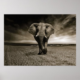 Poster Wildlife Bull Elephant Photo