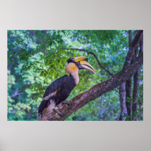 Poster Wildlife Hornbill Bird