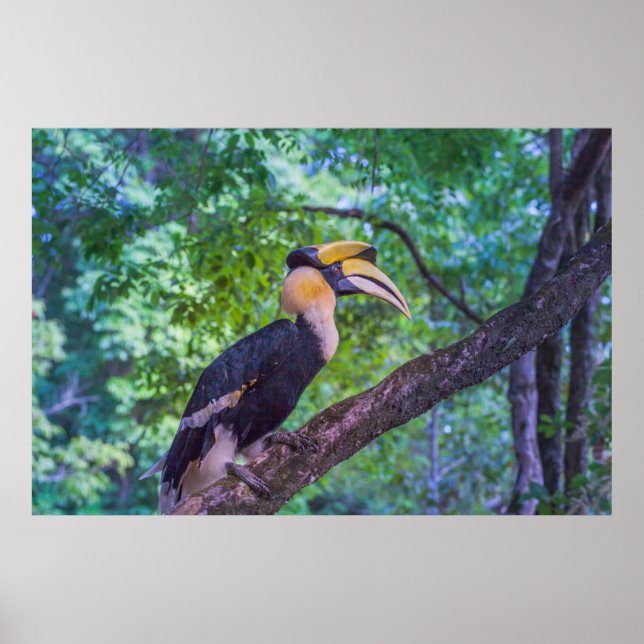 Poster Wildlife Hornbill Bird (Frente)
