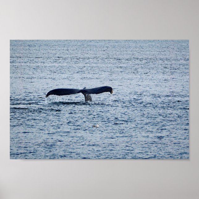 Poster Wildlife Humpback Whale Tail Foto (Frente)