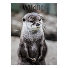 Pôster Wildlife Poster