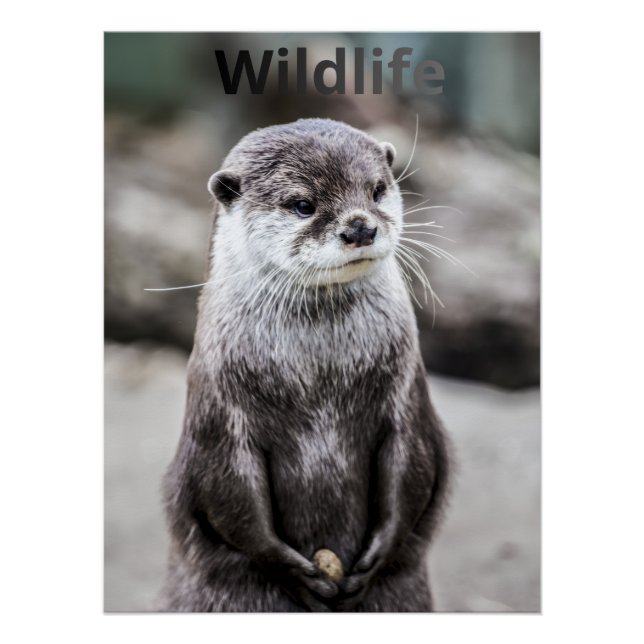 Pôster Wildlife Poster (Frente)