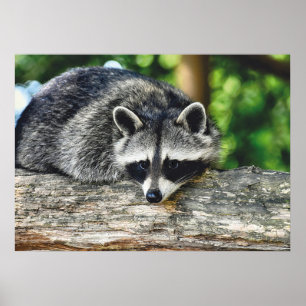 Poster Wildlife Raccoon Log Mammal Foto
