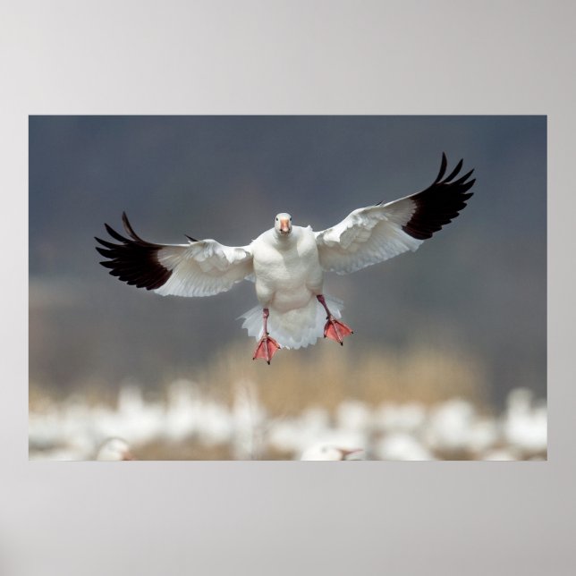 Poster Wildlife Snow Goose Foto (Frente)