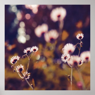 Poster Wildlowers branco no roxo Bokeh da luz solar