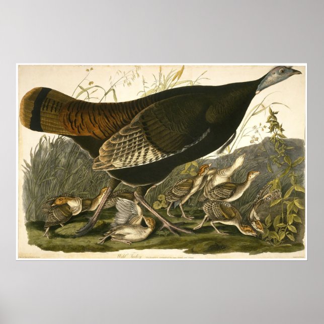 Poster William Lizars Wild Turkey (Frente)