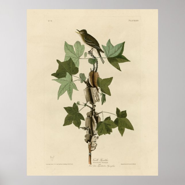 Poster Willow Flycatcher - Aves da América da Audubon (Frente)