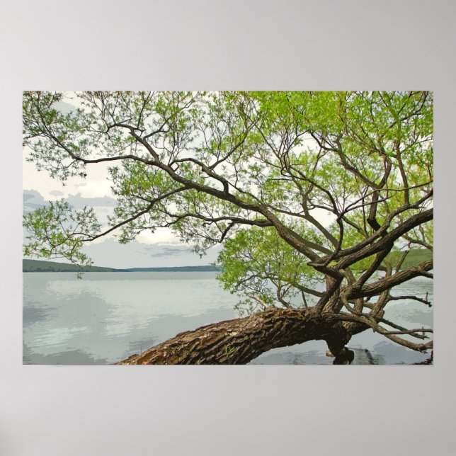 Pôster Willow no lago (Frente)