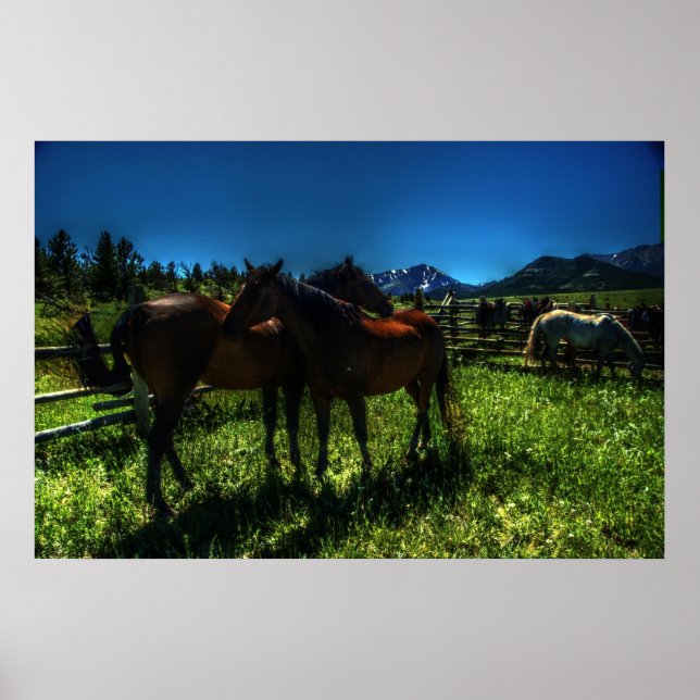 Pôster Willy e Charger (Frente)