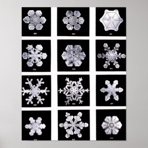 Pôster Wilson Bentley Snowflakes