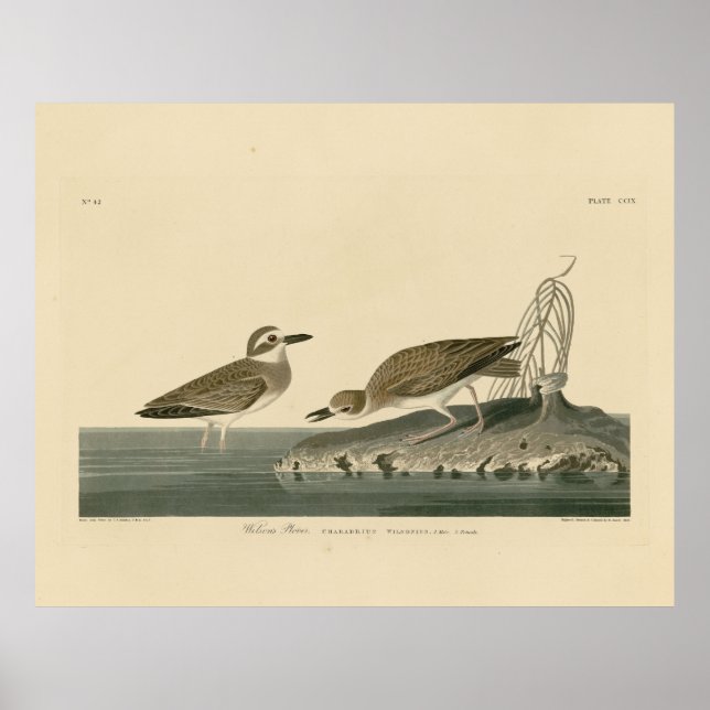 Poster Wilson's Plover from Audubon's Birds of America (Frente)