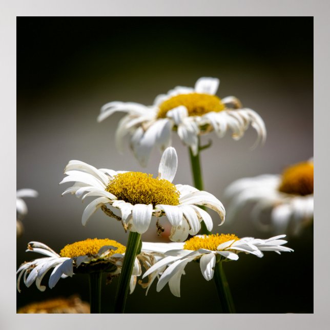 Poster Wilted (Frente)