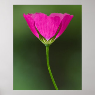 Pôster Winecup Wildflower